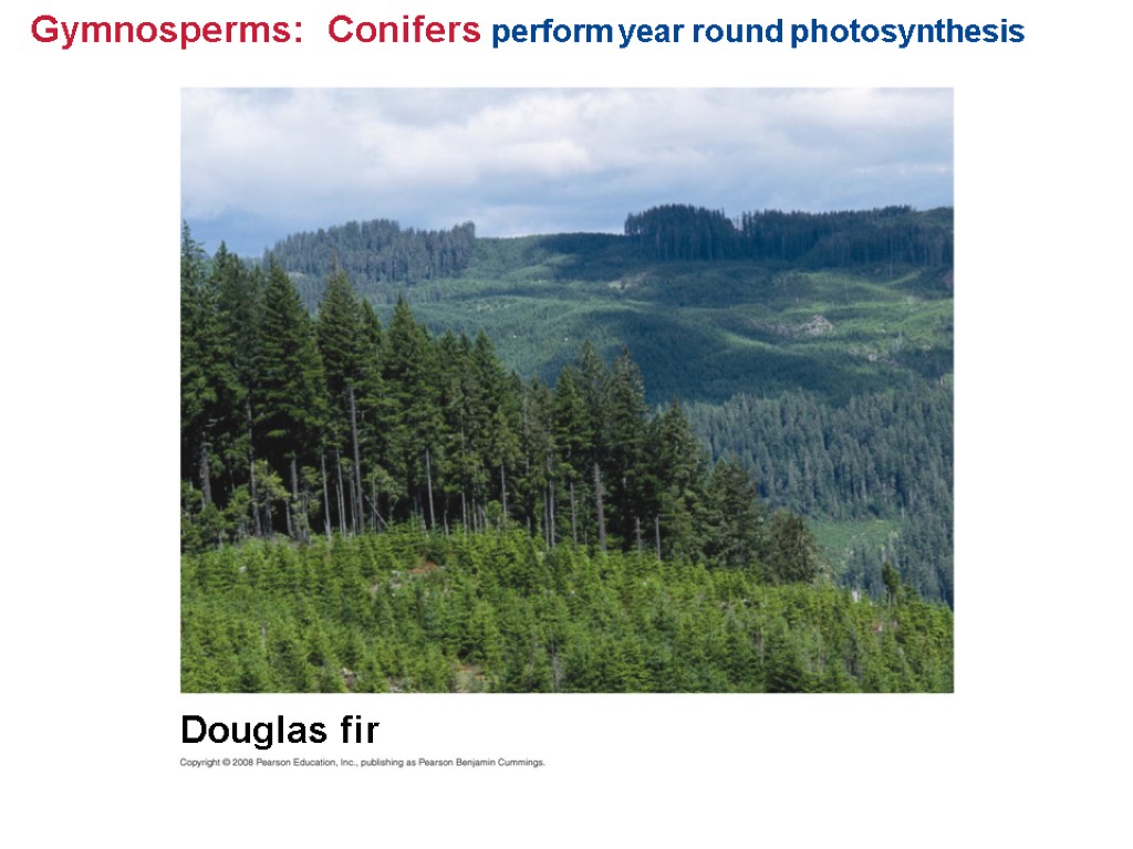 Gymnosperms: Conifers perform year round photosynthesis Douglas fir
